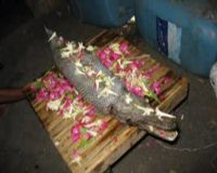 Penemuan Ikan Berkepala Buaya 