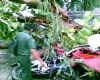 Pohon Tumbang Hancurkan Warnet