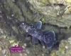 Penemuan Ikan Purba Coelacanth di Teluk Manado