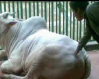 Sapi Kurban Milik SBY