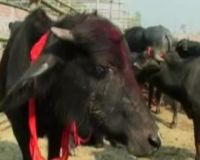 Tradisi Kurban Masyarakat Hindu di Nepal