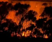 Ribuan Hektar Lahan Terbakar di Australia