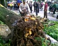 Pohon Tumbang Timpa Kios