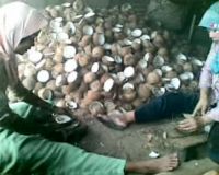 Sentra Kopra di Banten