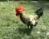 Ayam Bernyanyi dari Makassar