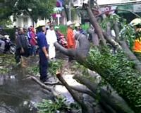 Pohon Tumbang di Jalan Gatsu