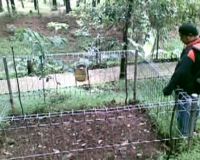 Dua Bunga Bangkai Tumbuh di Tahura Juanda  