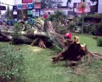 Pohon Tumbang di Setiabudi