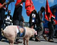 Mahasiswa Bawa Babi Berdemo