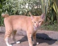 Abu, Kucing Kesayangan Dulmatin