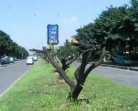 Biro Iklan Pangkas Pohon di Jalan Soekarno Hatta