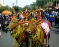 Pawai Sapi-sapi Cantik 