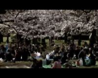 Menikmati Indahnya Bunga Sakura