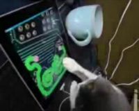 Kucing Pakai iPad Pukau Jutaan Netter