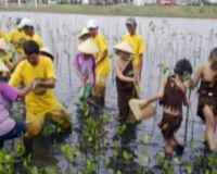 Menanam Pohon Bakau di PIK 
