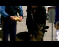 Buddy, Si Anjing Pahlawan