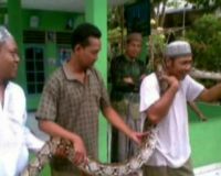 Ular Sanca Jatuh dari Atap WC