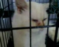 Kucing Liu Bisa Ngomong Enggak