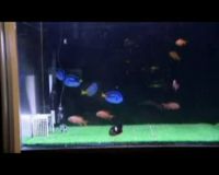 Ketika Ikan Bermain Bola