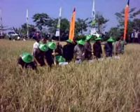 Menteri Ekonomi Turun ke Sawah