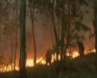 1,5 Juta Hektar Lahan Terbakar di Bolivia