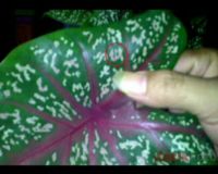 Tanaman Caladium Berlafaz Allah