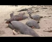 Puluhan Paus Mati di Pantai Irlandia