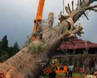 UI Relokasi Pohon Raksasa