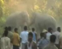 2 Ekor Gajah Bertarung di India