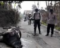 Sapi Korban Merapi Disemprot Disinfektan