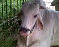 Sapi Kurban Milik SBY-Boediono