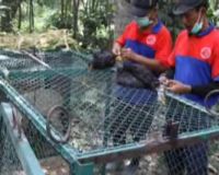 Jebakan untuk Macan Merapi