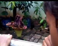 Ada Bunga Bangkai di Cipinang Muara