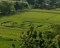 Crop Circle Muncul di Sleman