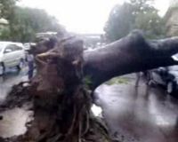 14 Mobil Tertimpa Pohon Tumbang 14 Mobil Tertimpa Pohon Tumbang