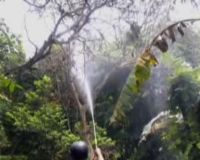 Semprot Pestisida, Basmi Ulat Bulu 