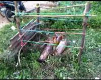 Buah Pisang Tumbuh di Atas Batang yang Ditebang 