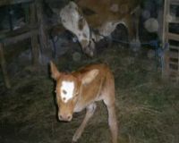 Anak Sapi Berkaki 2 Lahir di Sleman