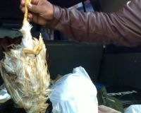 19 Ayam Tiren Diamankan di Pasar Klender