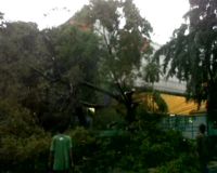 Pohon Roboh Timpa Sebuah Mobil