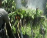 7 Hektar Ladang Ganja Dimusnahkan BNN