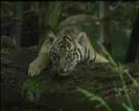 Anak Harimau Sumatera Nan Lucu