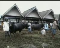 Pasar Hewan Tradisional