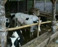 Pedagang Kehabisan Stok Sapi