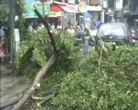Pohon Tumbang Rusak Mobil dan Motor