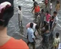 Ikan Duyung Terperangkap Jaring Nelayan