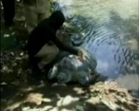 Penyu Raksasa Terdampar di Sungai Samaran