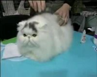Kompetisi Kucing Cantik