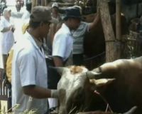 Razia Hewan Qurban