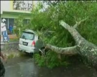 Pohon Tumbang Timpa Mobil